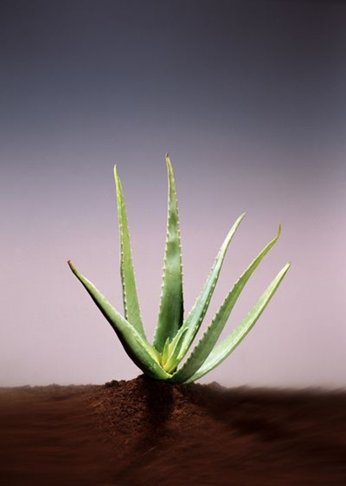 Aloe-mit-Erde.jpg