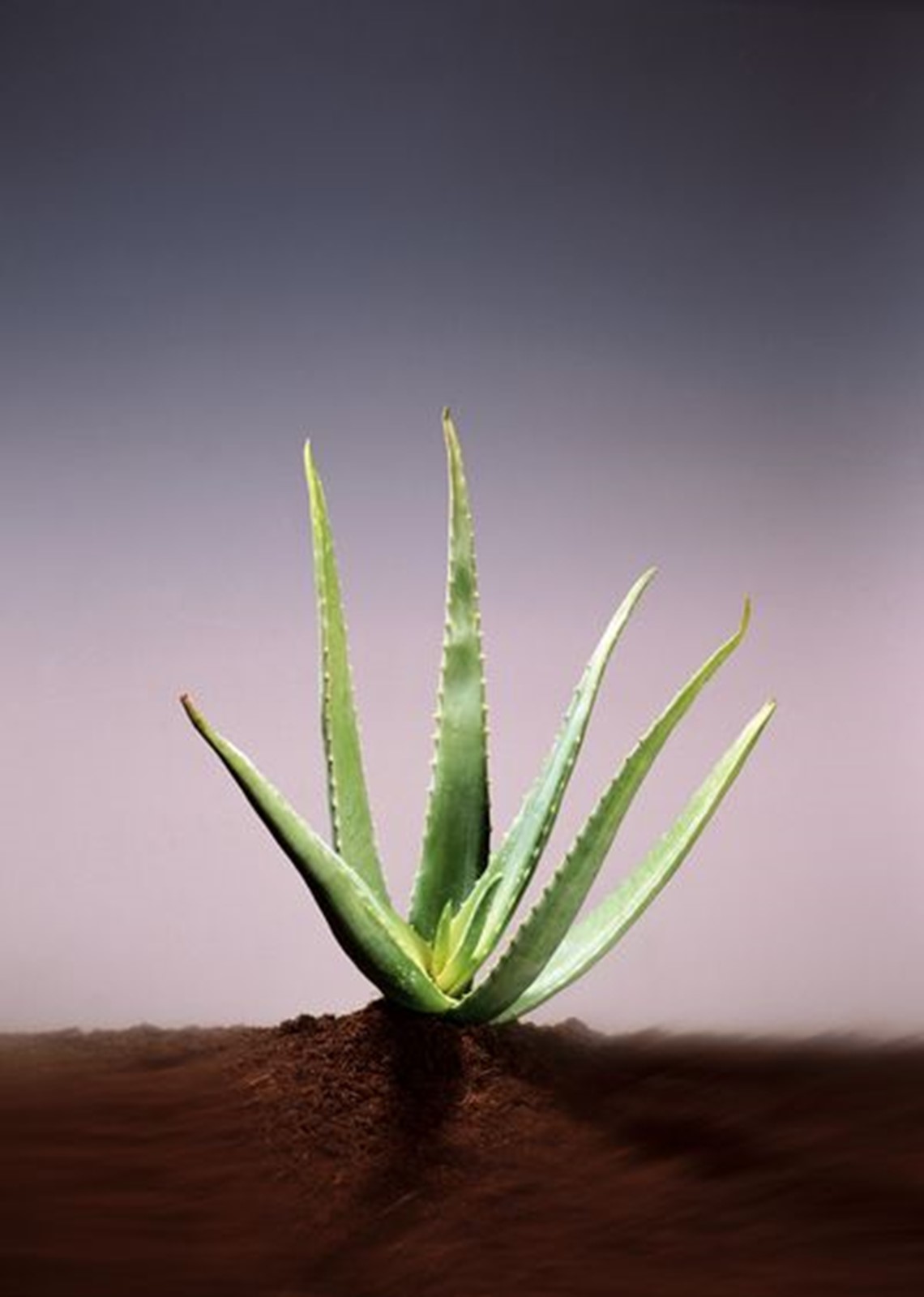 Aloe-mit-Erde.jpg Aloe-mit-Erde.jpg